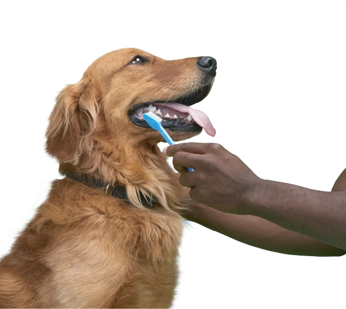 brushing a dog's teeth